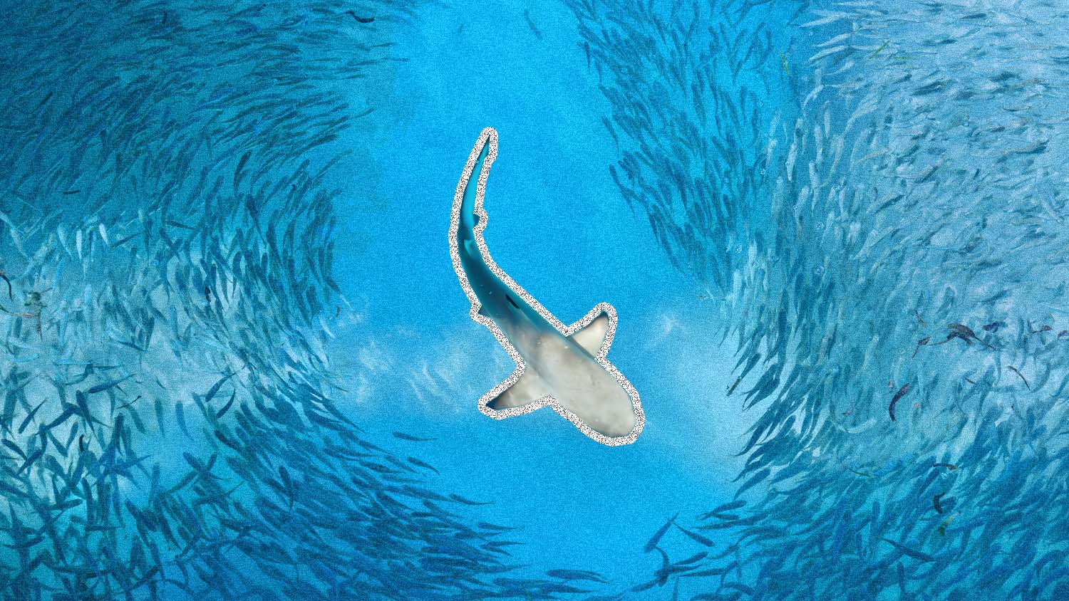 Fish surround a shark