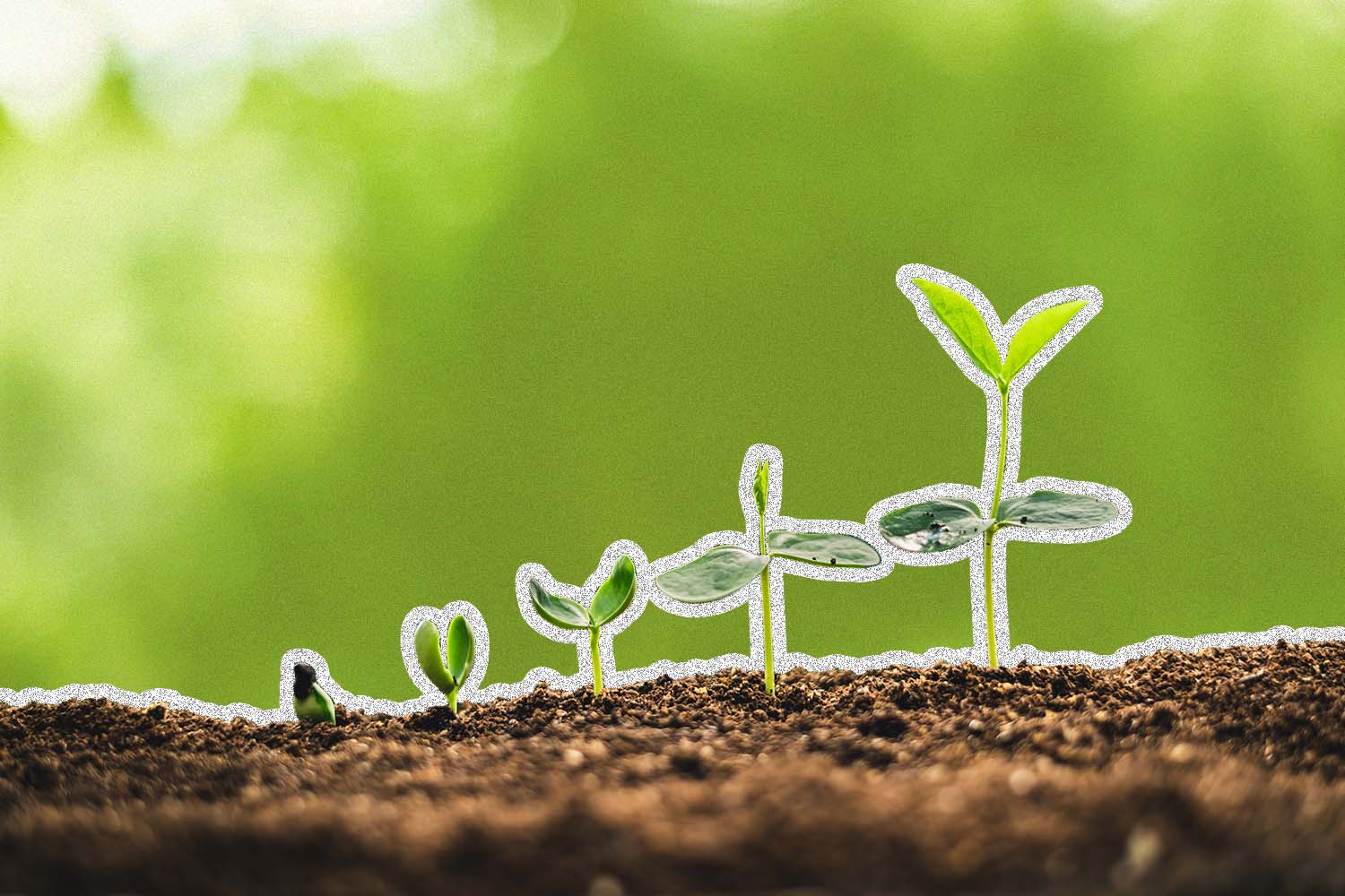 A sprout growing in the dirt